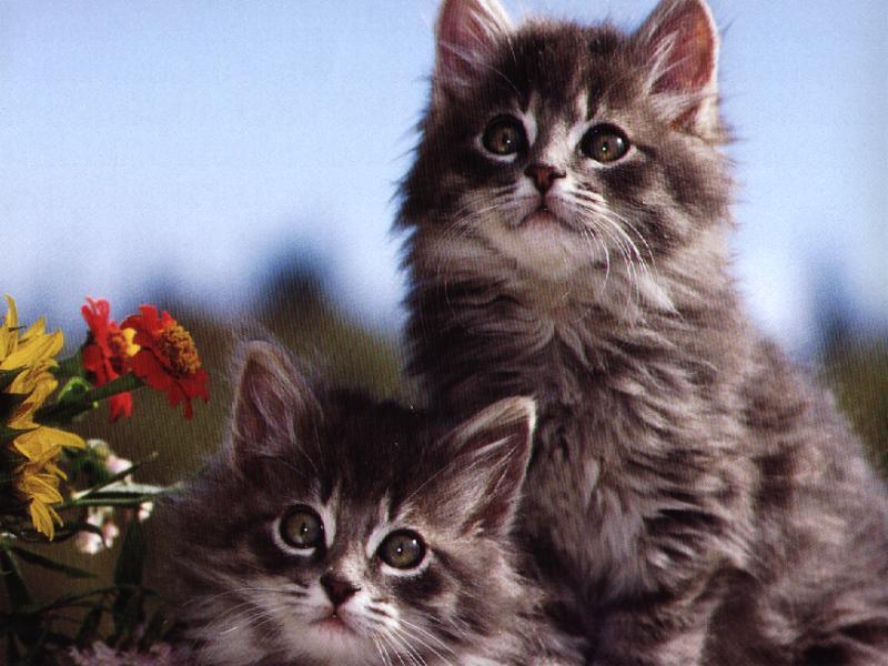 chaton