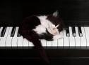 le chaton sur le piano