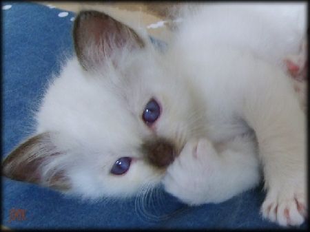 chatons 1