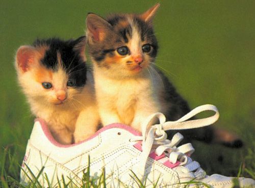 chatons et chaussure