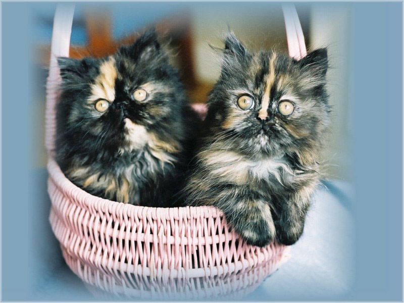chatons dans un panier