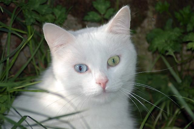 un beau chat blanc