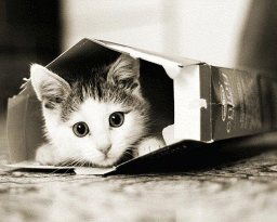 chaton caché