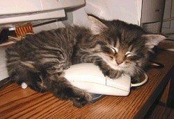 chaton dormant avec la souris