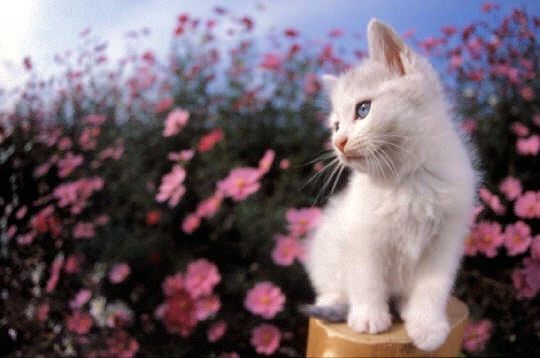 chaton dans les fleurs